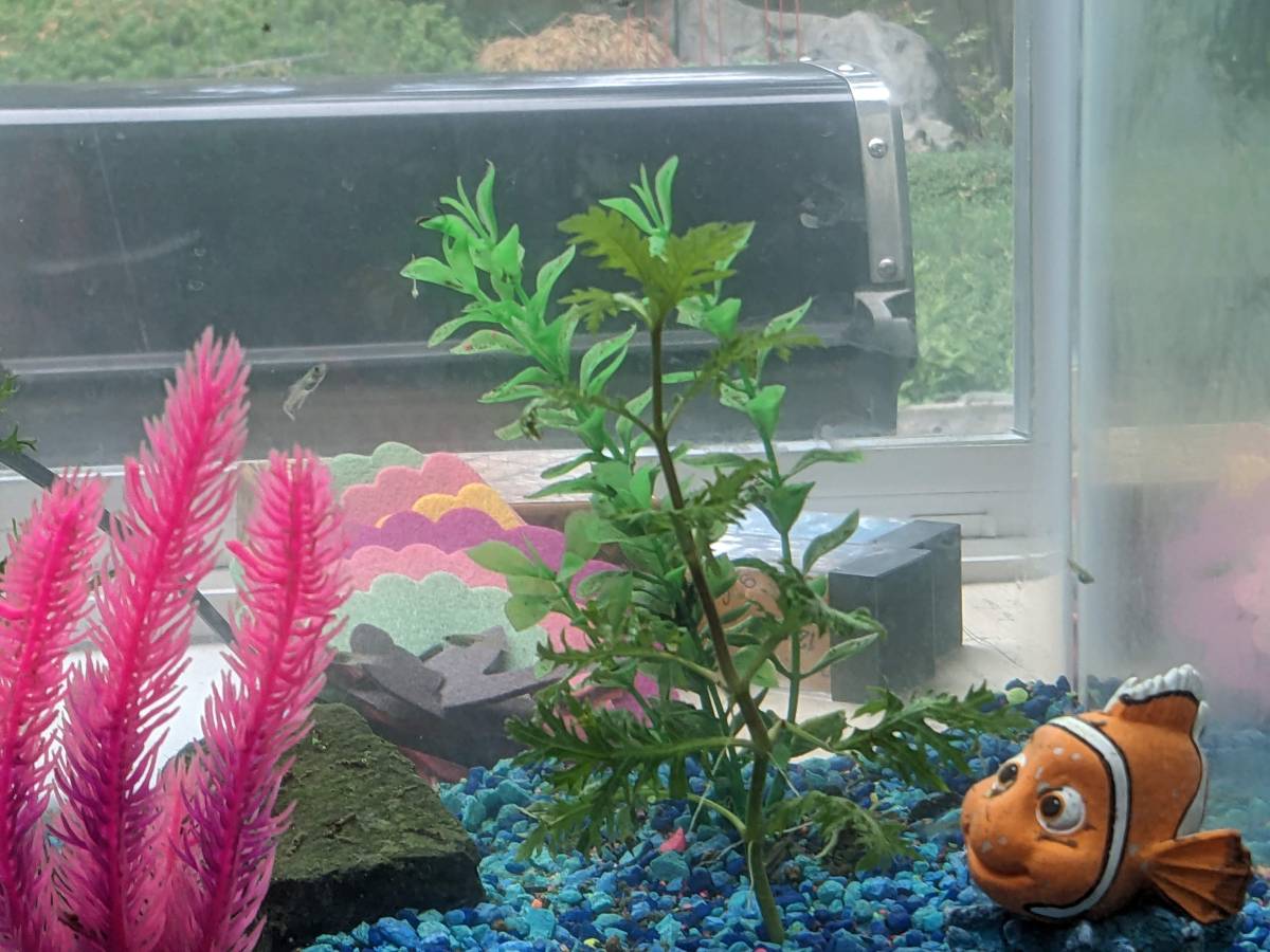 Operation: Save the&nbsp;Guppies